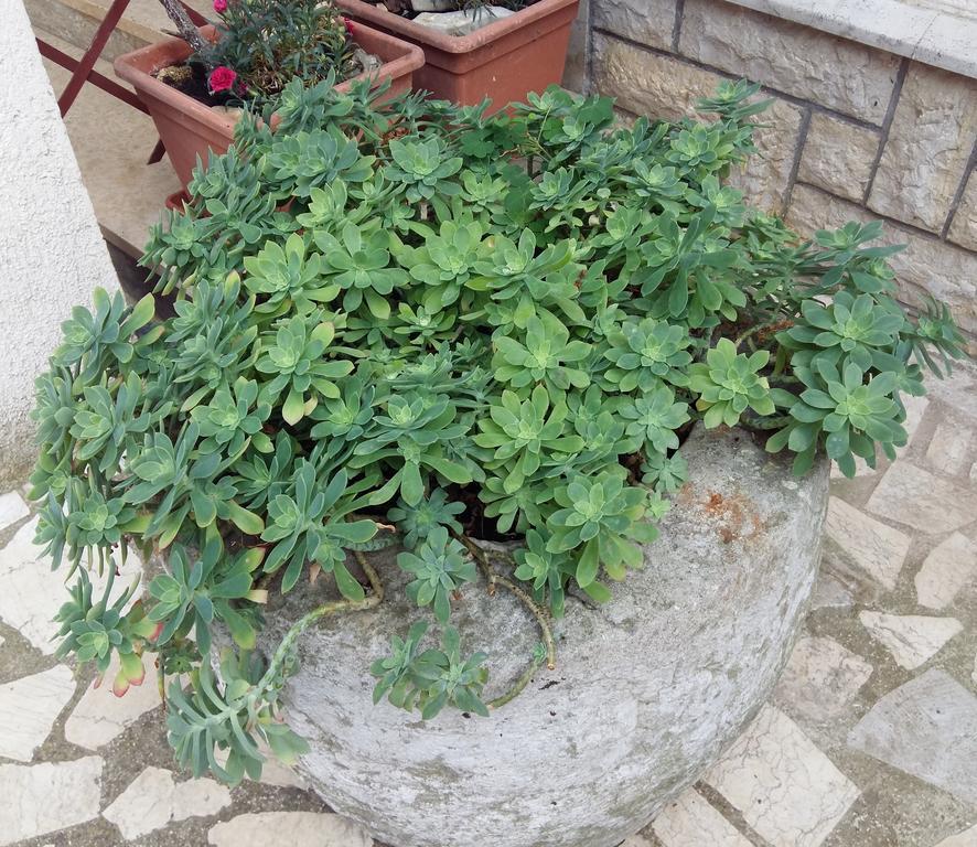 Anica Rovinj