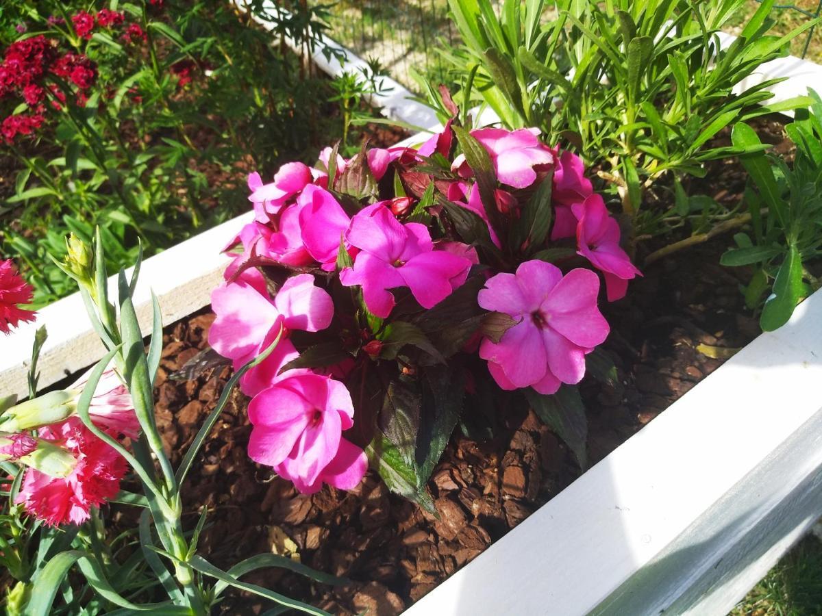 Apartment Anica